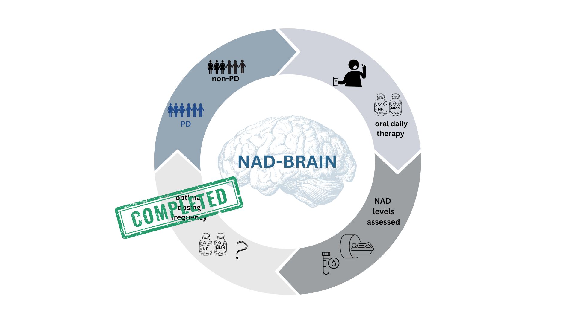 NADbrain completed cover image